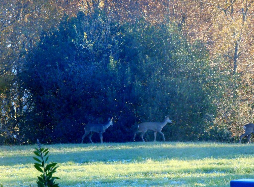 Le Colombier Bed and Breakfast Villeneuve-sur-Lot Buitenkant foto