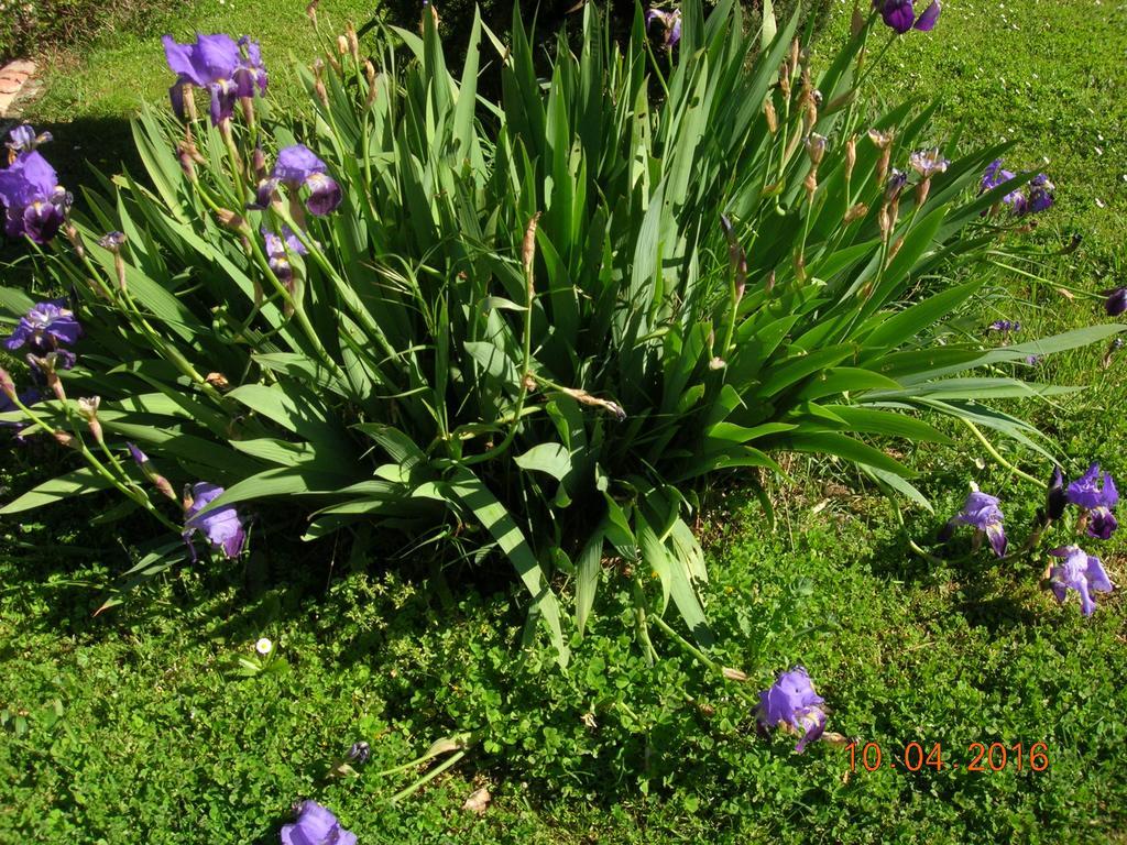 Le Colombier Bed and Breakfast Villeneuve-sur-Lot Buitenkant foto